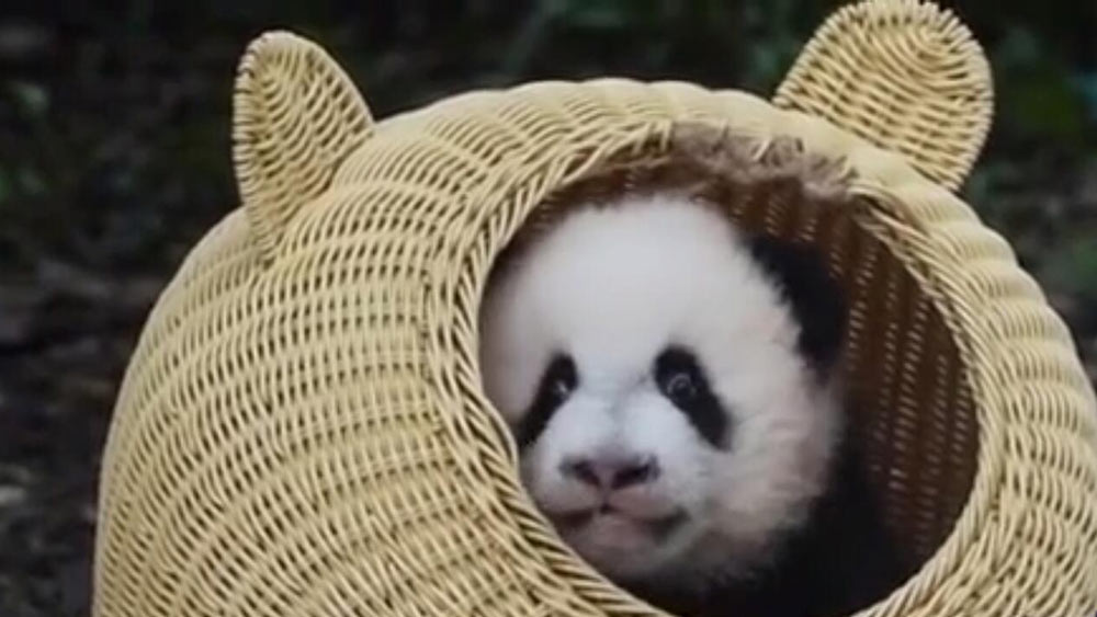 الفيديو: الباندا العملاقة تجلس في سلة مثل هدية