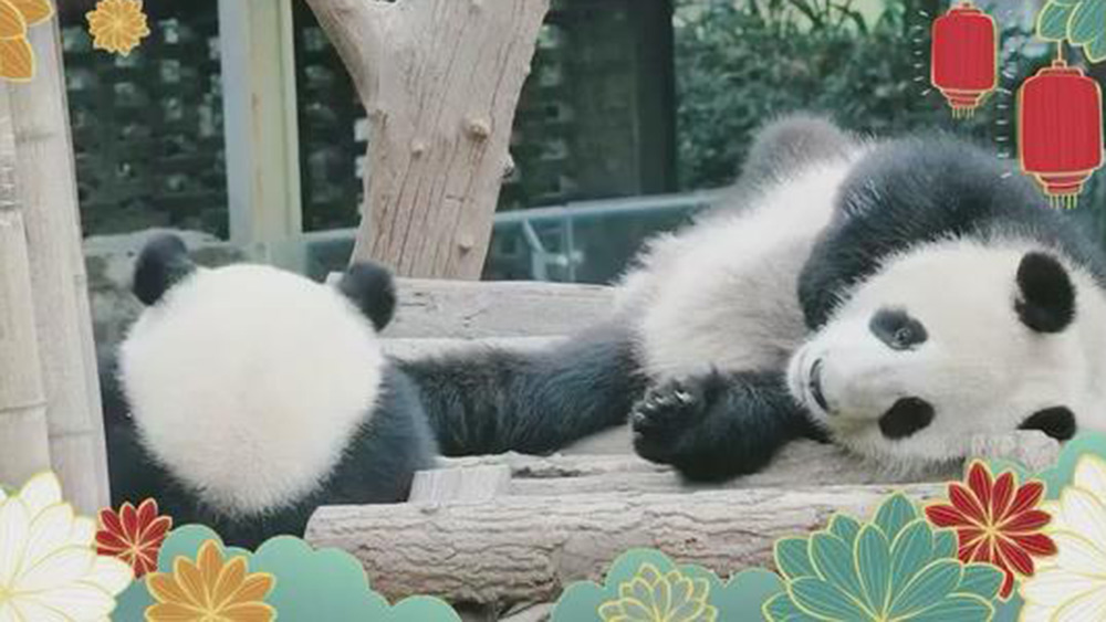 فيديو: الوقت الممتع لاثنين من الباندا العملاقة