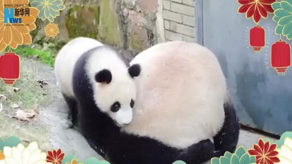 الفيديو: الباندا العملاقة تقدم تحية طيبة للسنة الصينية الجديدة