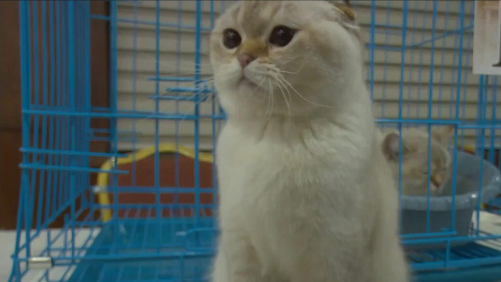 فيديو: مسابقة ملكة جمال القطط في الأردن تهدف لزيادة الوعي بشأن حماية الحيوان