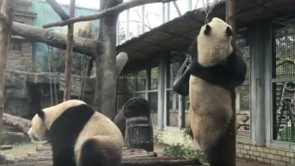 الفيديو: الباندا العملاقة تتسلق بجد واجتهاد في حديقة بكين للحيوانات