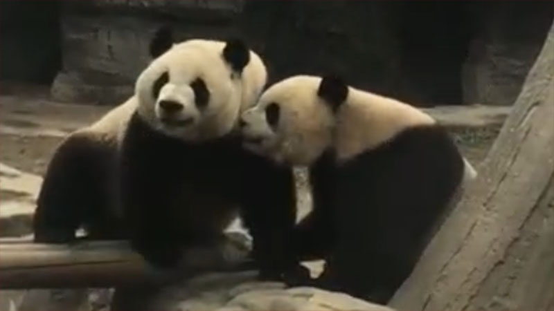 فيديو: اللعبة الممتعة بين اثنين من الباندا العملاقة