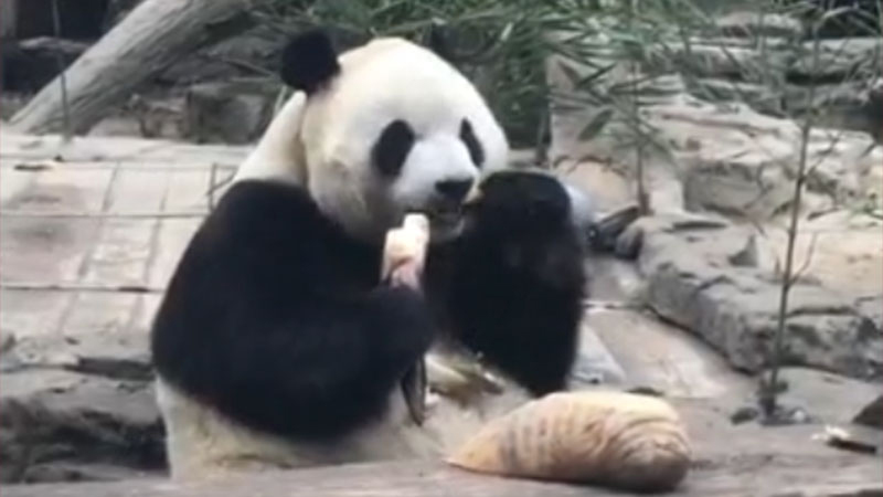 فيديو: الباندا العملاقة تستمتع بتناول الأطعمة اللذيذة