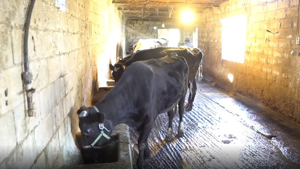 فيديو: مربو الماشية في لبنان يواجهون تحديات بسبب ارتفاع أسعار العلف
