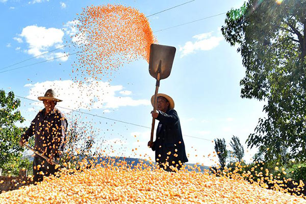 الصين تنجز ما نسبته 51.5 بالمائة من أعمال الحصاد الخريفي