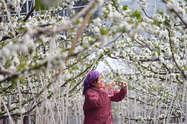مع حلول فصل الربيع...الانشغال بالأعمال الزراعية في الصين