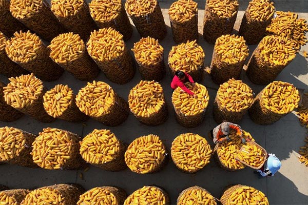 موسم حصاد الذرة في مقاطعة خبي بشمالي الصين
