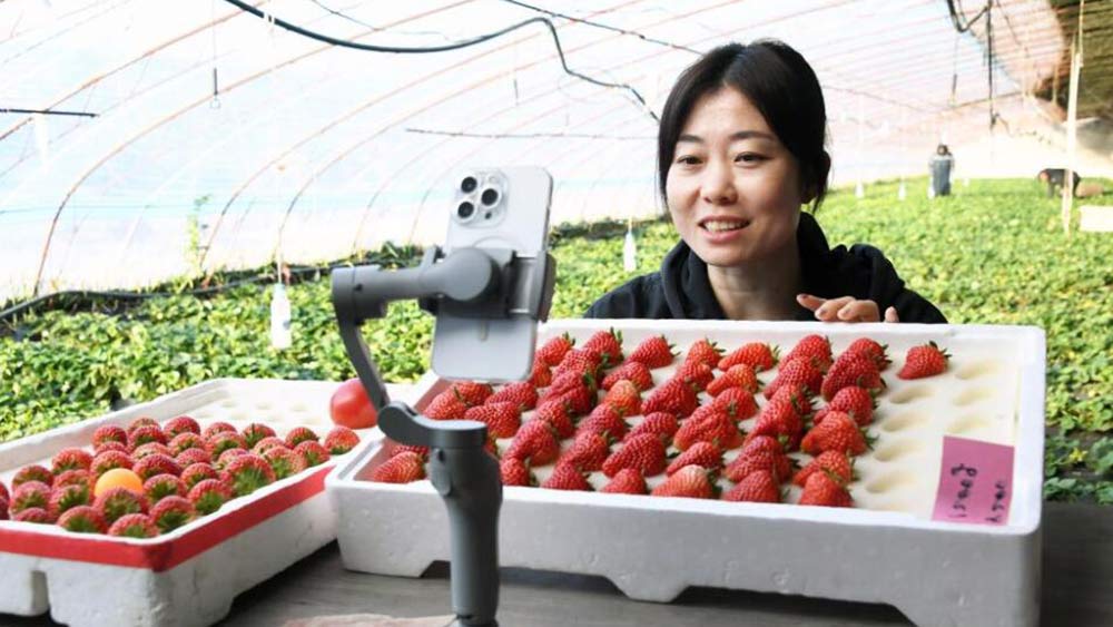 زراعة الفراولة داخل الصوب الزراعية بالعاصمة الصينية