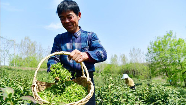 حصاد الشاي الربيعي في شرقي الصين