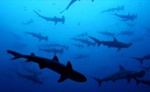 美国：上百条鲨鱼集结视频走红网络