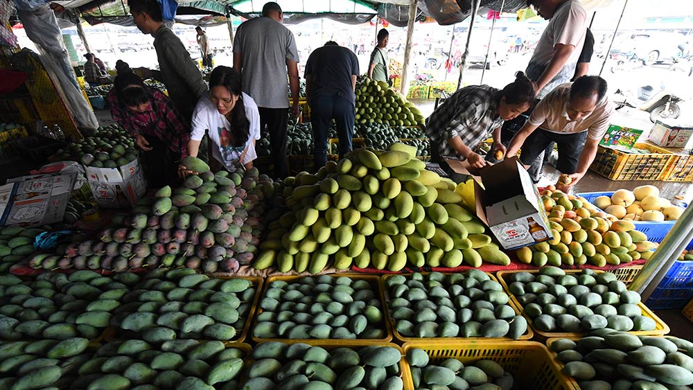 حصاد ثمار المانجو يزيد دخول المزارعين المحليين في جنوبي الصين