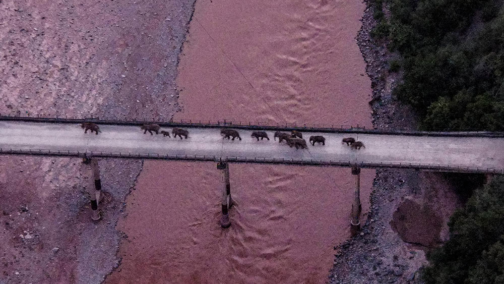 قطيع الأفيال المتجول في الصين يقترب من موطنه التقليدي في يوننان