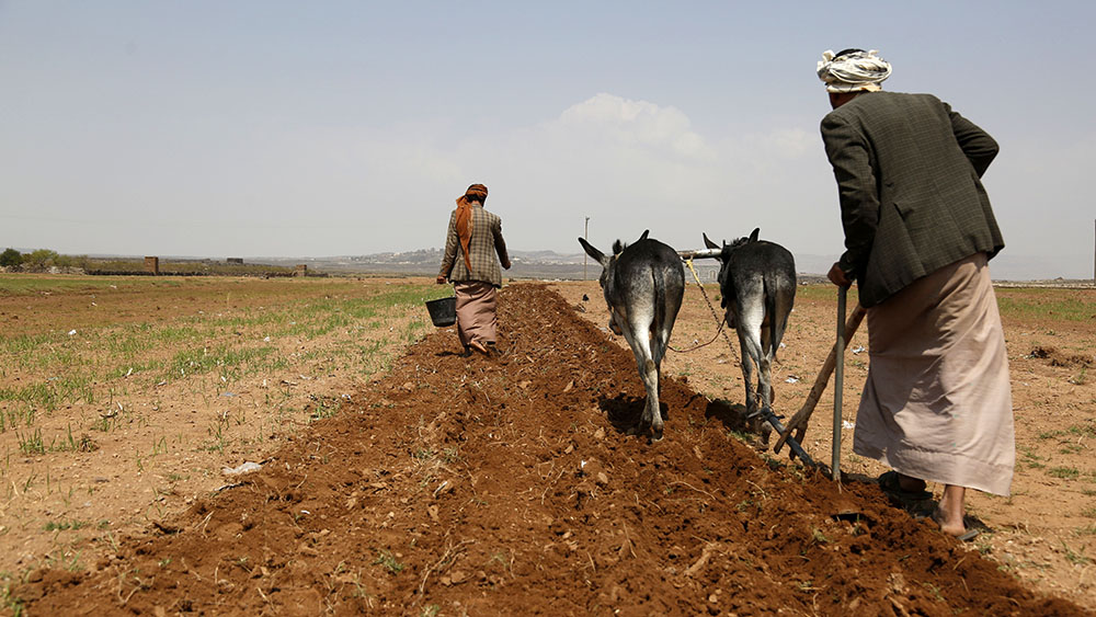 الزراعة في محافظة المحويت اليمنية