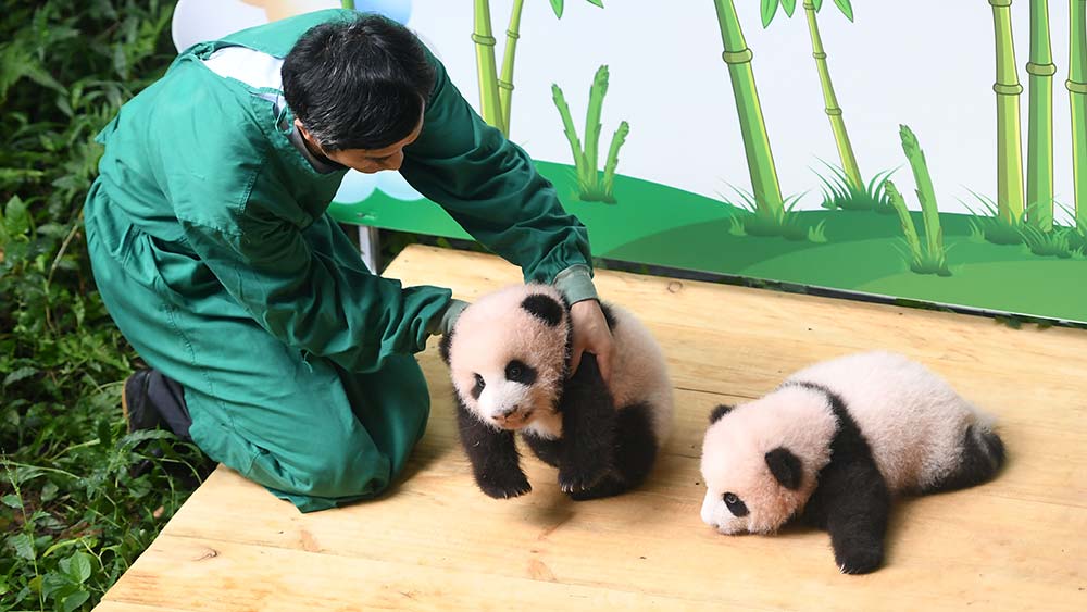 حديقة تشونغتشينغ للحيوانات تدعو الجمهور إلى اقتراح أسماء لتوأم باندا