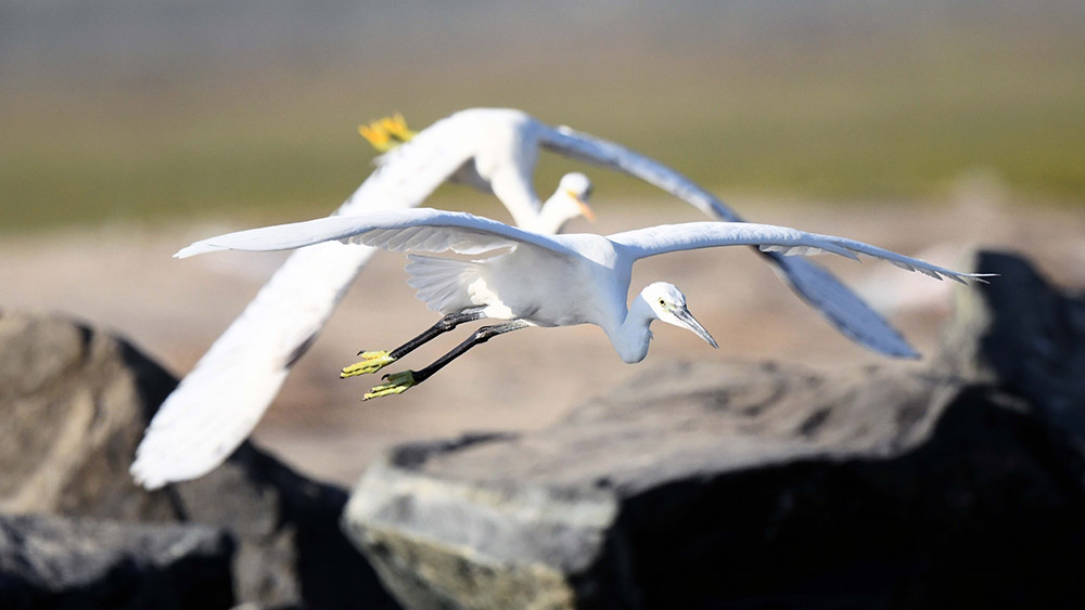 طائر البلشون الأبيض الصغير في محافظة الجهراء بالكويت