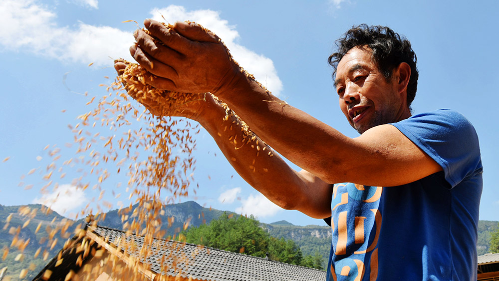 حصاد الأرز غير المقشور جنوب غربي الصين