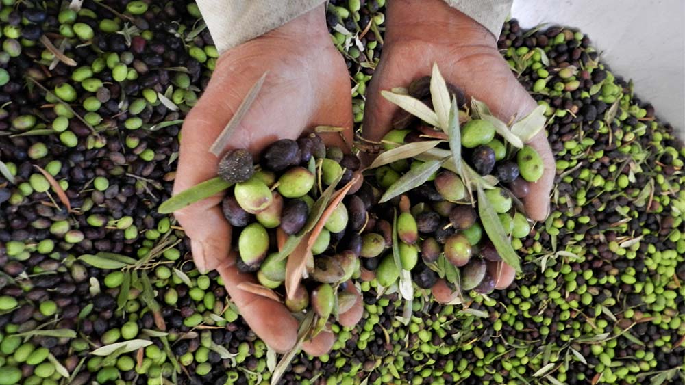 حصاد الزيتون في لبنان