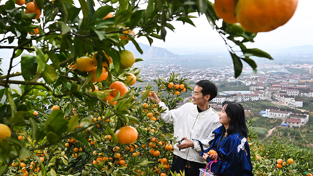 حصاد وافر للبرتقال في شمال غربي الصين