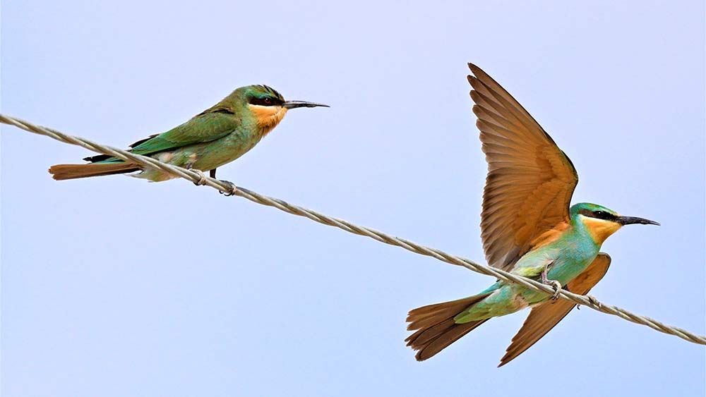 طائر وروار أزرق الخد في محافظة الجهراء بالكويت