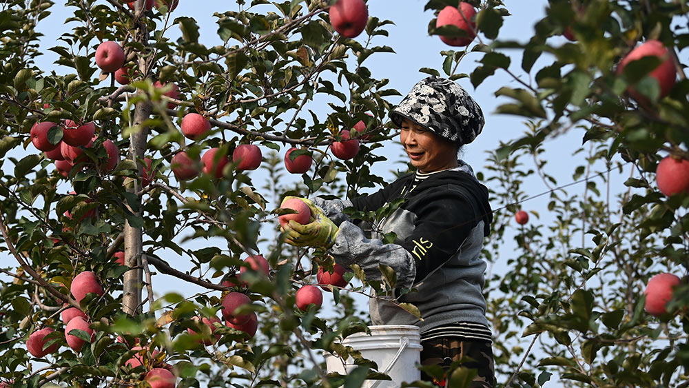 حصاد التفاح في مدينة بشمال غربي الصين