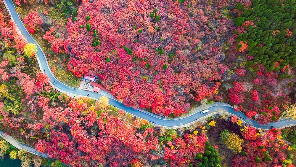 الخريف في مقاطعة شاندونغ الصينية