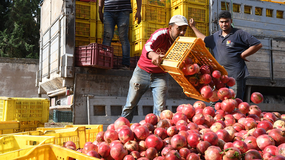 حصاد الرمان في تونس