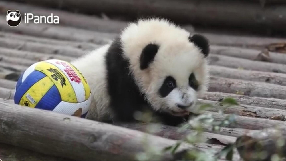 فيديو: صغير الباندا العملاقة يحب اللعب بالكرة