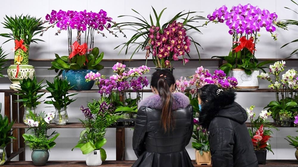 متجر يقدم خدمة رعاية النباتات يفتتح ببكين