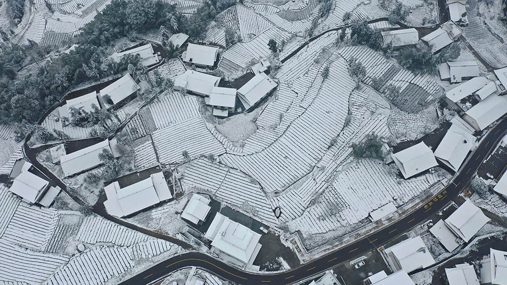 الثلوج تغطي حديقة الشاي في إنشي بمقاطعة هوبي