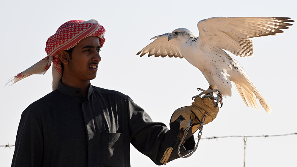 عرض لصيد الصقور في محافظة الجهراء بالكويت