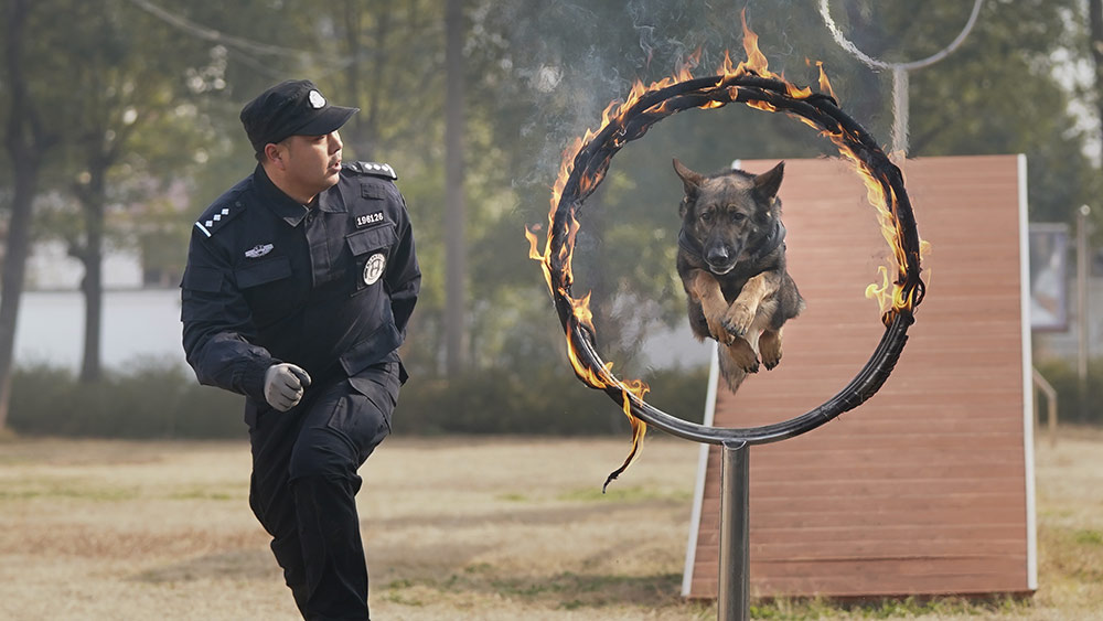 تدريب الكلاب البوليسية في ووهان الصينية لتأمين سلامة المسافرين