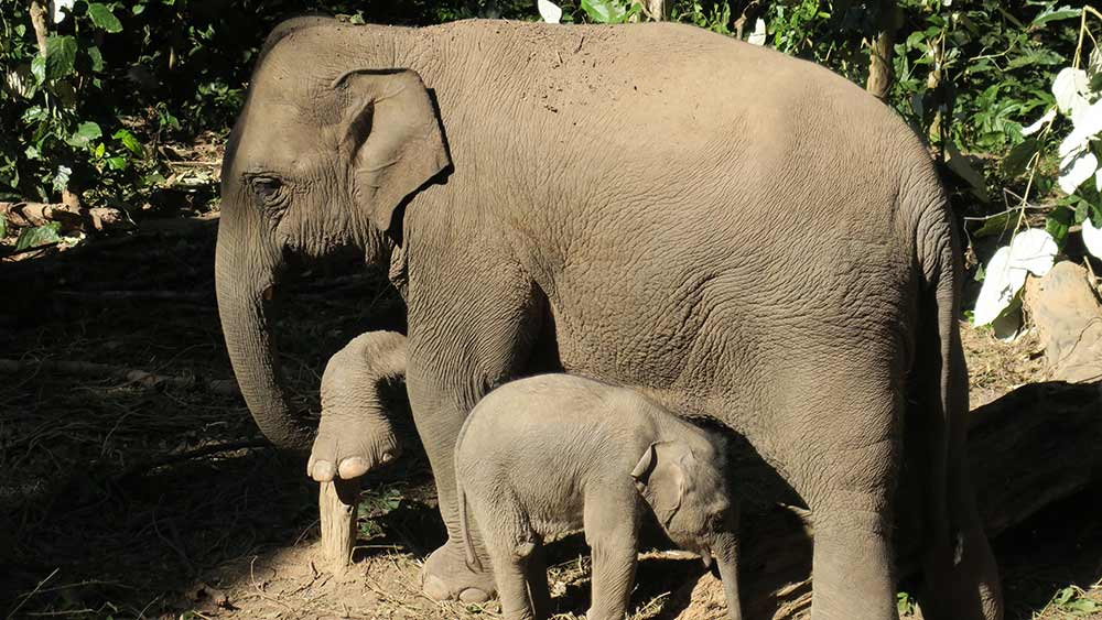 تزايد أعداد صغار الفيلة الأسيوية في الصين