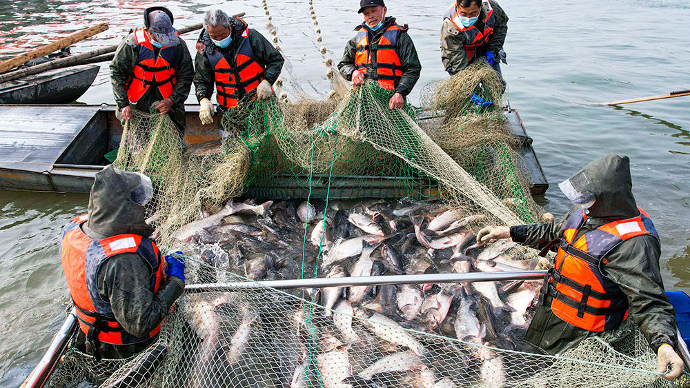 صيد السمك في شرقي الصين