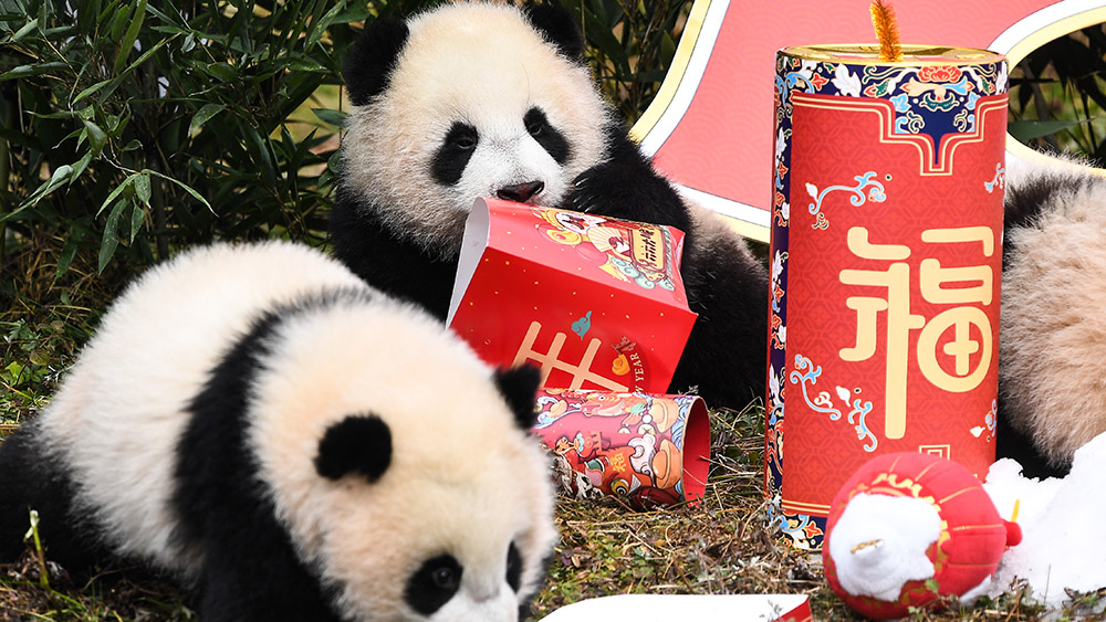 ظهور جماعي لصغار الباندا العملاقة احتفالا بالسنة القمرية الصينية الجديدة