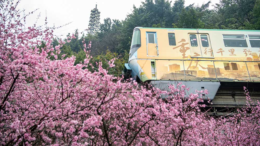 قطار في بحر من الزهور ببلدية تشونغتشينغ الصينية