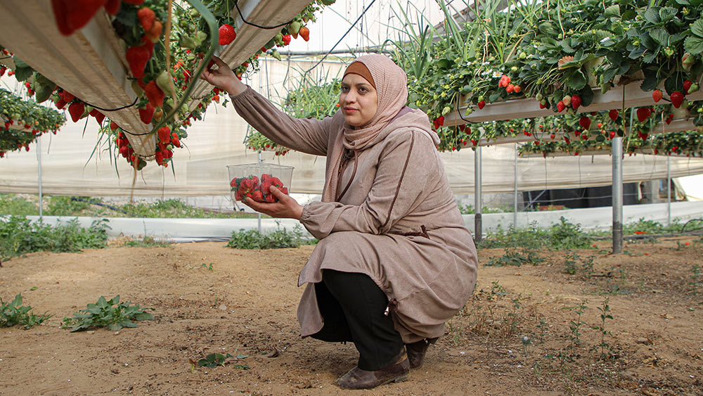 جمع الفراولة في غزة