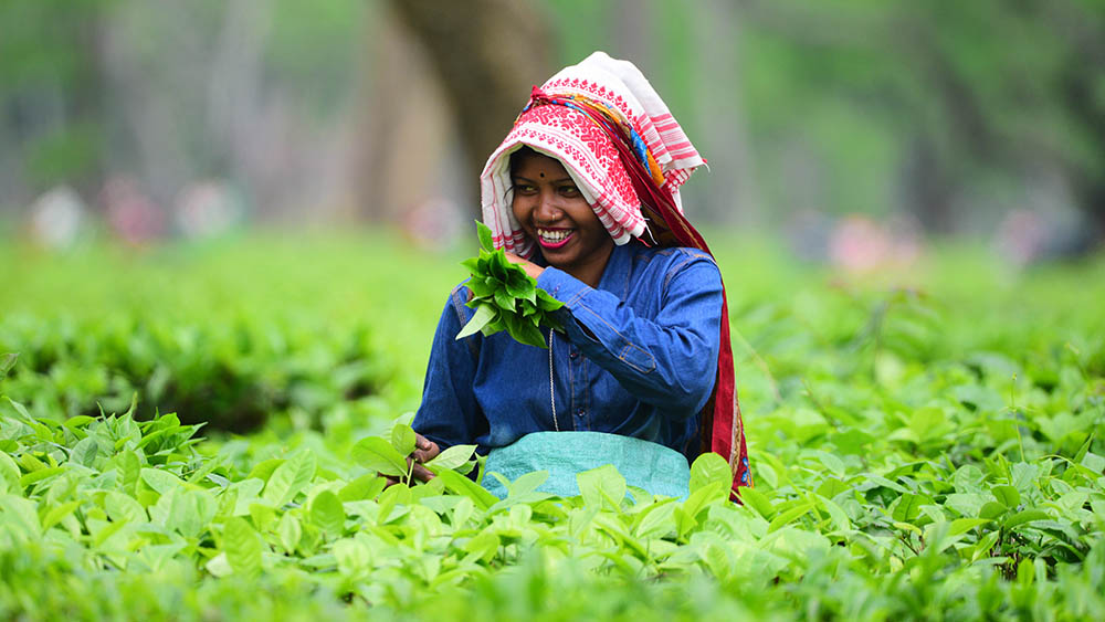 الصور: حديقة شاي في الهند