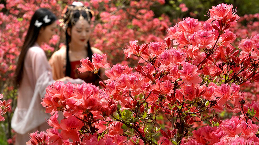 لوحة طبيعية خلابة ترسمها أزهار رودودندرون المتفتحة في خنان بوسط الصين