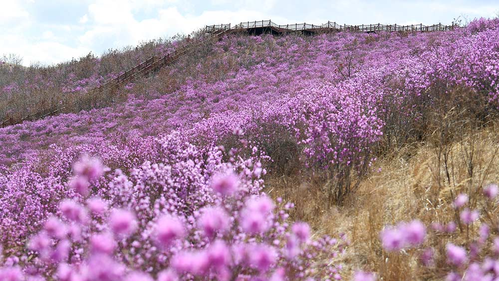 مناظر تفتح زهور الرودوندرون في شمالي الصين