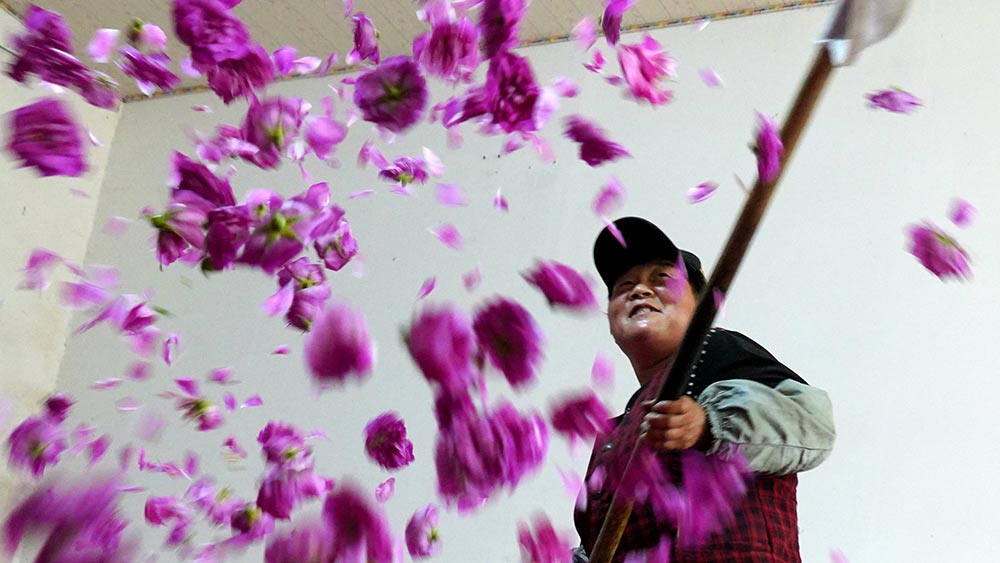 الورود تساعد على زيادة دخول المزارعين في شرقي الصين