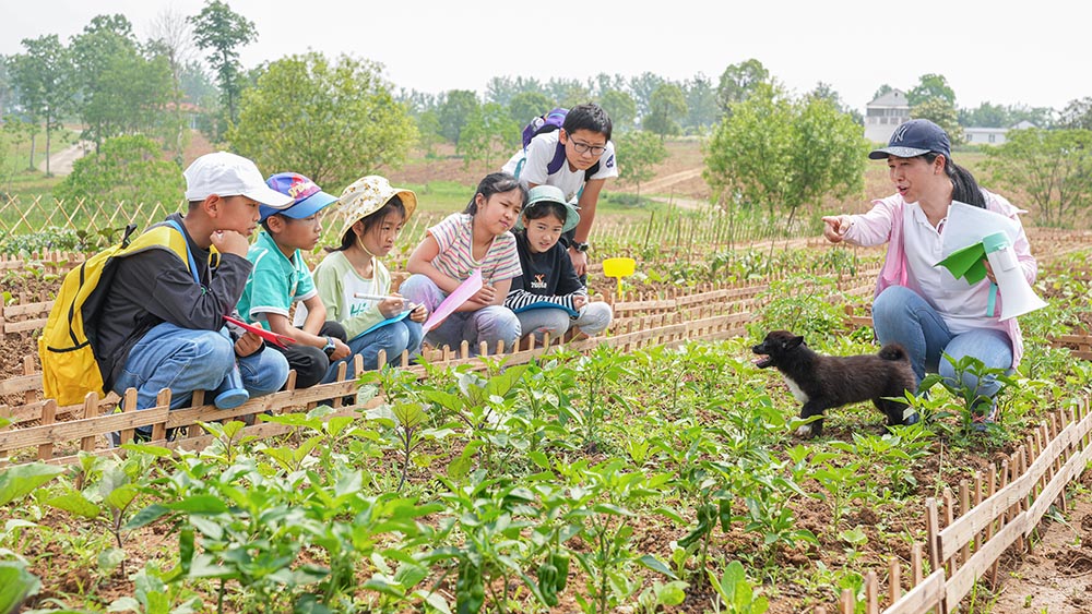 تعزيز التعلم الزراعي في الحقول الزراعية بشرقي الصين