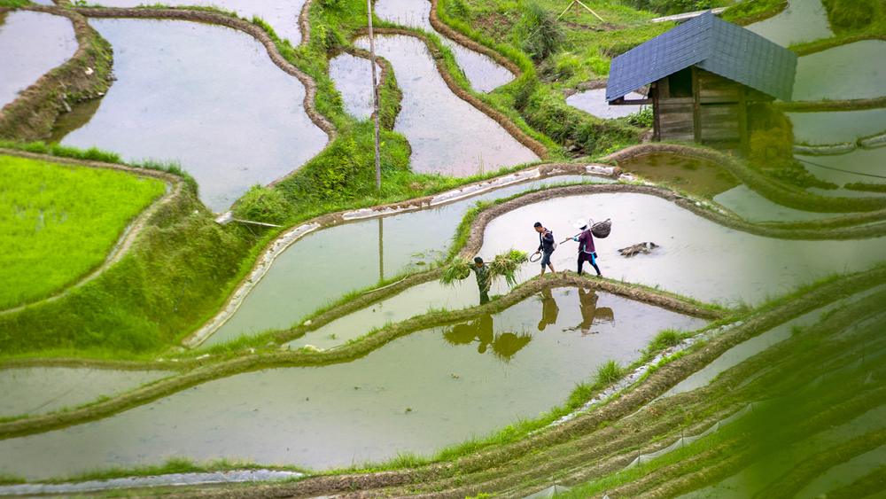 الزراعة الصيفية في الصين