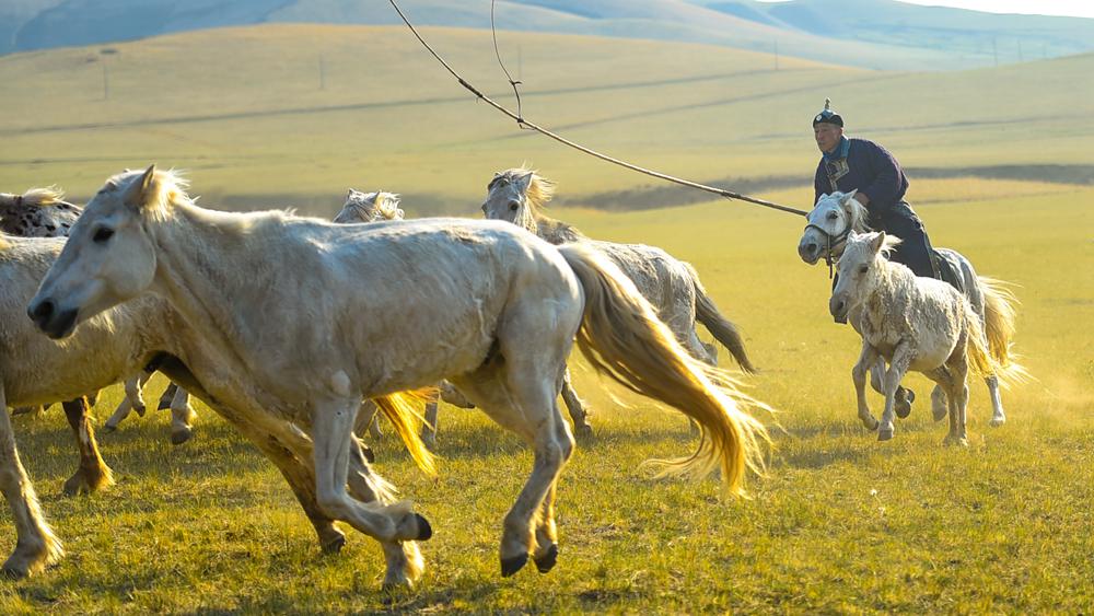 الرعاة يسوقون خيولهم في شيلينجول بمنطقة منغوليا الداخلية الذاتية الحكم