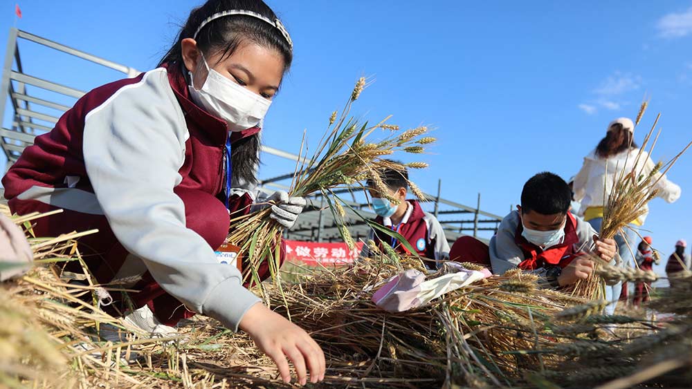 تلاميذ يجربون حصاد القمح في شمالي الصين