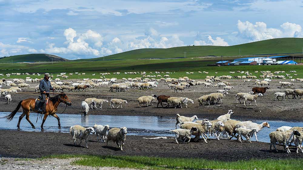 منظر طبيعي صيفي خلاب لمرعى بمنطقة منغوليا الداخلية ذاتية الحكم بشمالي الصين