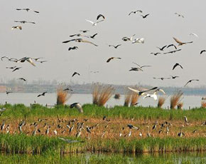 الطيور المائية في مدينة ينتشوان