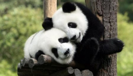 وصول الزوجين من الباندا الصيني إلى كوالالمبور سجل صفحة جديدة في تطور الصداقة بين الصين وماليزيا
