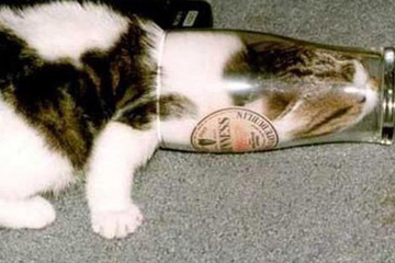 القطط في الأواني الزجاجية