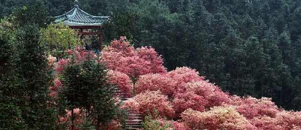 الصين الجميلة: أشجار القيقب الجذابة في بلدية تشونغتشينغ