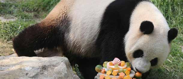 احتفال الباندا شين شين بعيد ميلادها في حديقة الحيوانات بماكاو